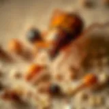 Various types of mites found in homes.