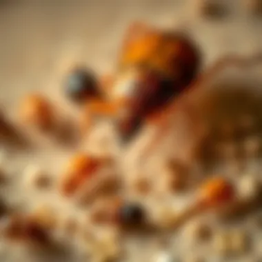 Various types of mites found in homes.