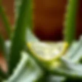 Close-up view of Aloe Vera leaf with a glistening gel inside.
