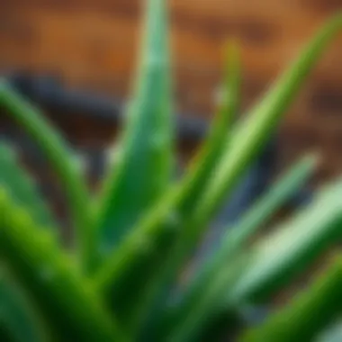 Fresh Aloe Vera Leaves Aloe vera leaves with moisture droplets