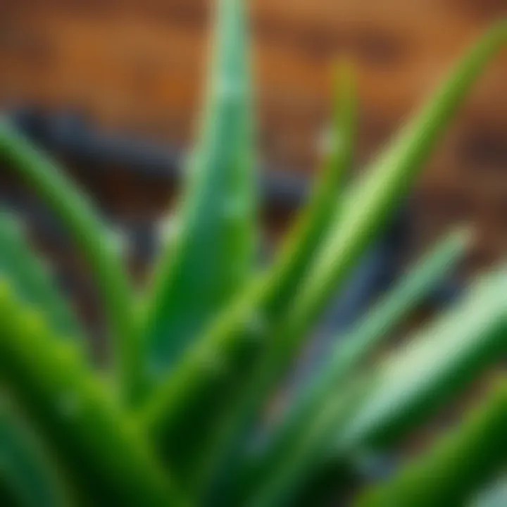 Fresh Aloe Vera Leaves Aloe vera leaves with moisture droplets