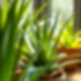 Aloe vera plant in natural light