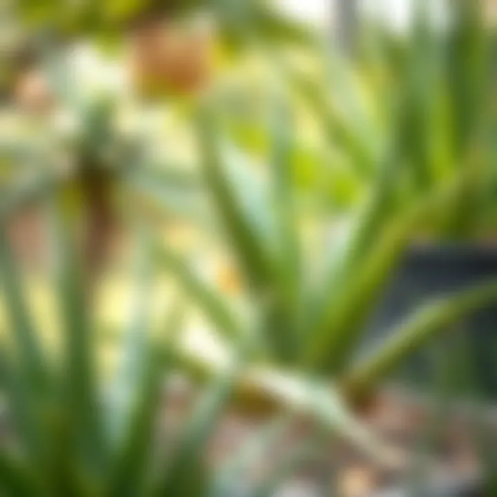 Aloe Vera plant thriving in a natural setting.