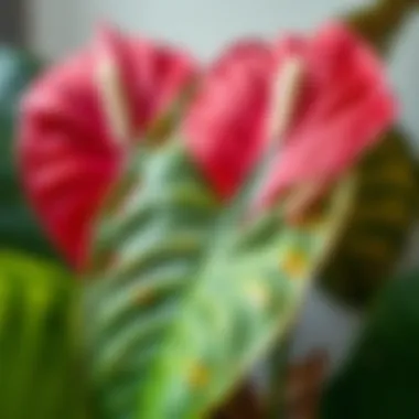 Close-up of Anthurium leaves indicating healthy growth