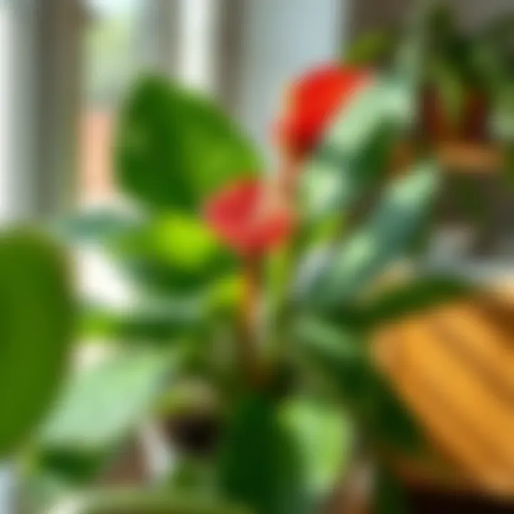 Anthurium plant thriving in a well-lit indoor environment
