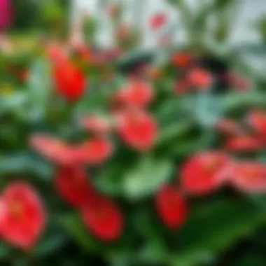 Various Anthurium plants in a garden setting