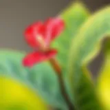 Vibrant Anthurium flower showcasing its unique shape and color