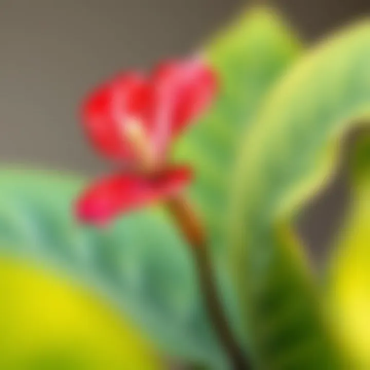 Vibrant Anthurium flower showcasing its unique shape and color