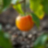 A fresh apricot kernel ready for planting
