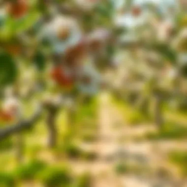 Apricot orchard in bloom during spring