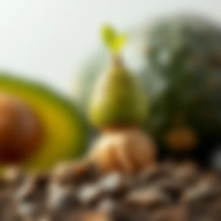 Close-up of avocado seed with roots emerging