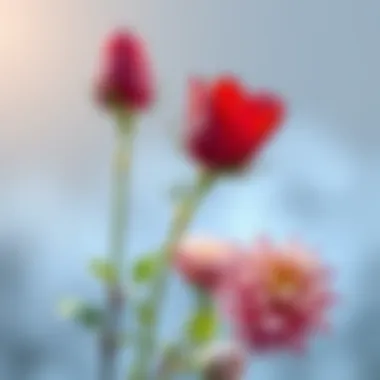 Detailed guide on caring for winter blooms