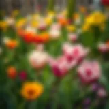 Vibrant spring garden displaying a variety of bulb flowers in full bloom.