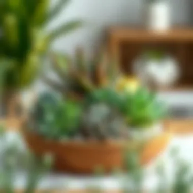 Succulent plants arranged creatively in a DIY project