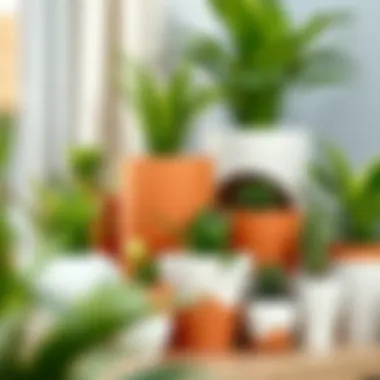 An assortment of decorative pots containing various indoor plants.