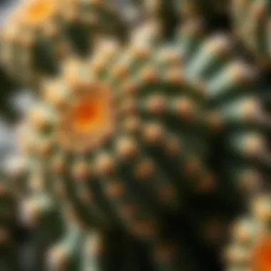 Intricate Textures of a Majestic Cactus Close-up of a majestic cactus with intricate textures and patterns on its surface