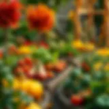 A vibrant vegetable garden in autumn