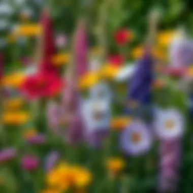 Diverse assortment of perennial flowers in full bloom