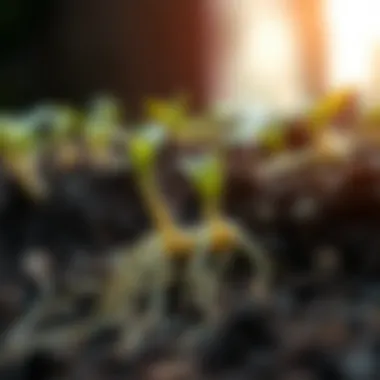 Root development in seedlings