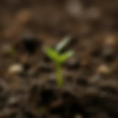 Sprout emergence from soil