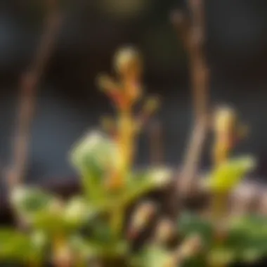 Close-up of a hardy plant thriving in cold weather