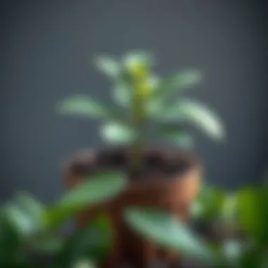 Healthy avocado plant in pot with soil