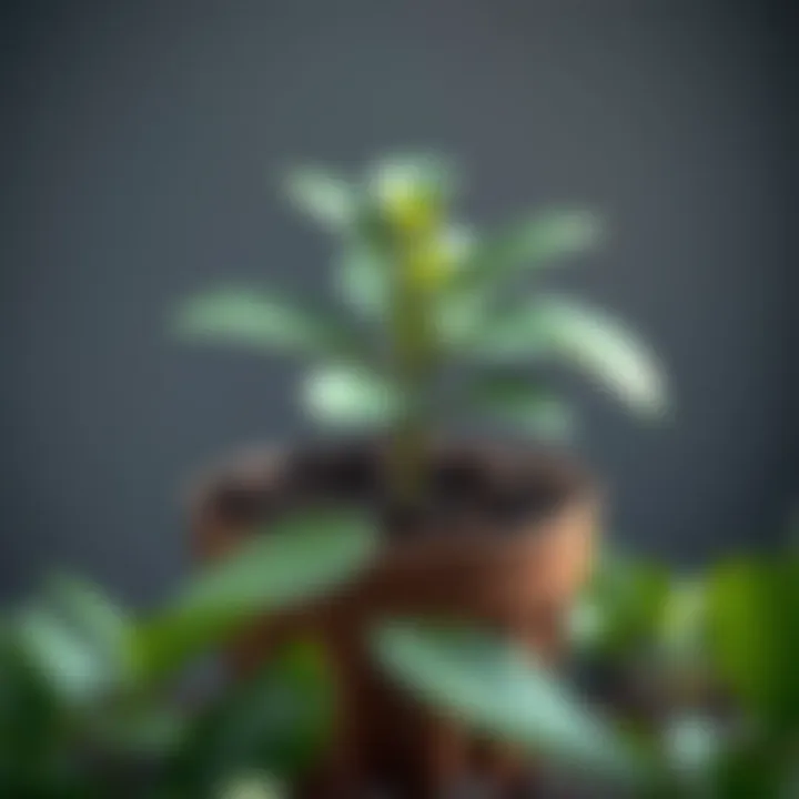 Healthy avocado plant in pot with soil