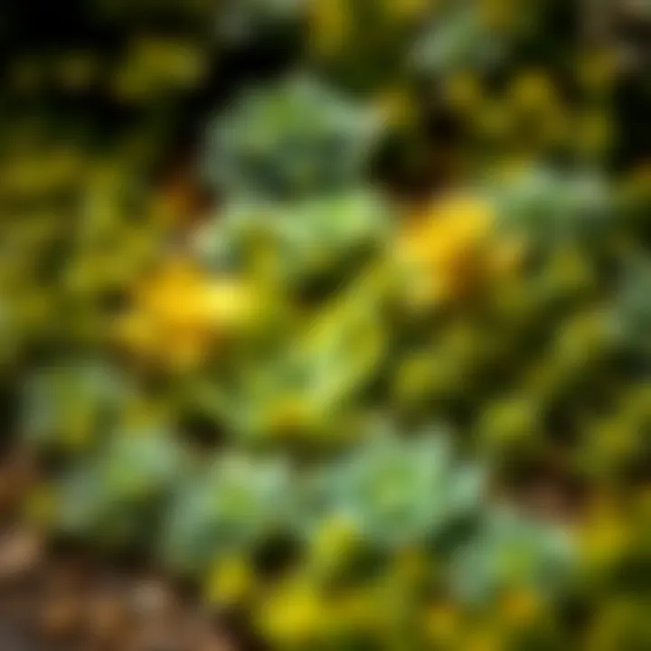 Lush green environment enhancing the beauty of succulents