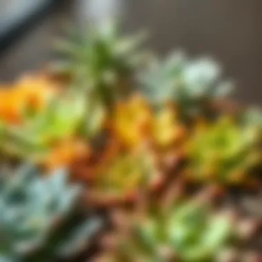 A close-up view of succulent varieties