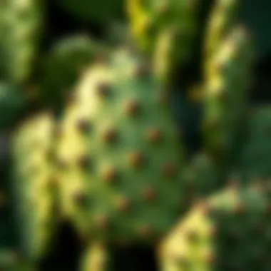 Close-up of Opuntia cactus with vibrant green pads