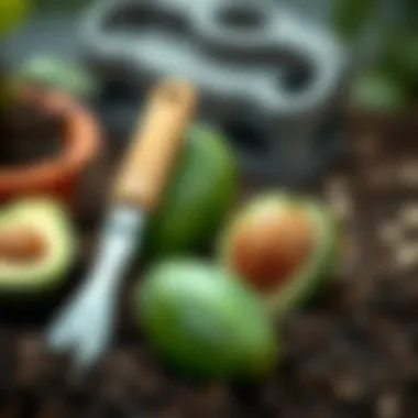 Tools required for planting avocado seed