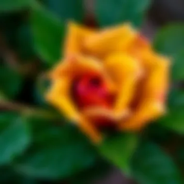 Close-up of healthy rose leaves reflecting proper care and maintenance