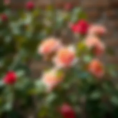 A pruning demonstration showing proper techniques for rose maintenance