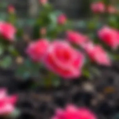 Soil preparation for planting roses, illustrating the importance of soil quality