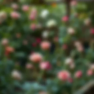 A tranquil garden environment ideal for enhancing rose fragrance