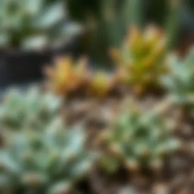 Close-up of soil composition ideal for succulent growth.