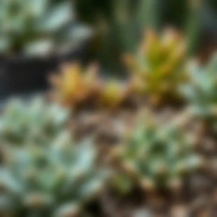 Close-up of soil composition ideal for succulent growth.