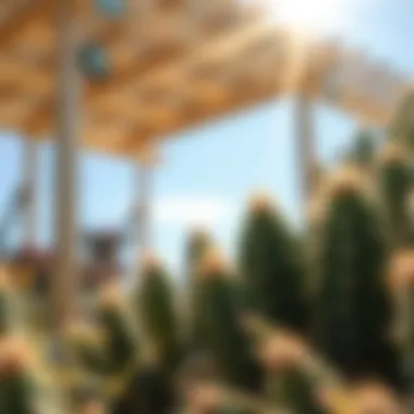 Cactus thriving under sunlight