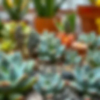 A well-arranged succulent garden