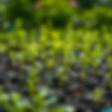 A serene landscape showcasing young saplings being nurtured in a lush green environment