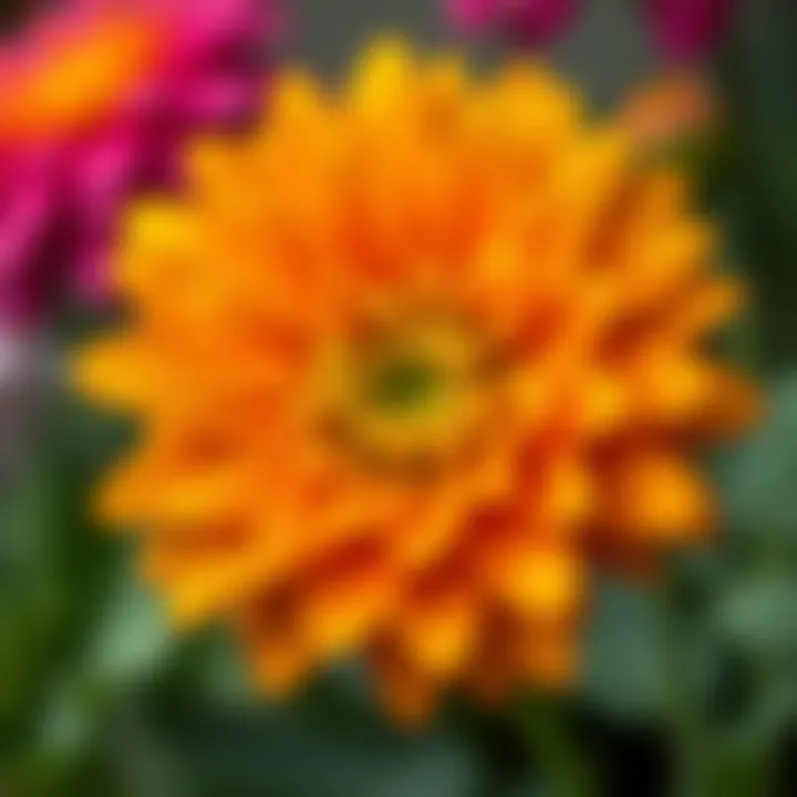 Close-up of a stunning perennial flower showcasing its colors