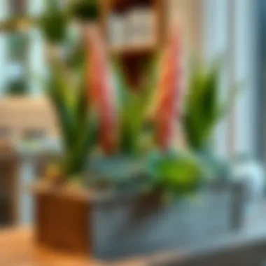 Yucca plants arranged in a DIY planter for home decor