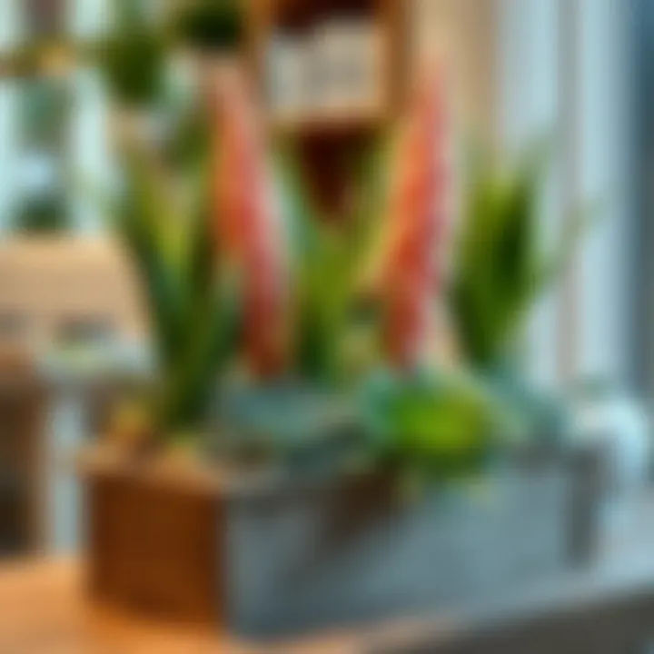 Yucca plants arranged in a DIY planter for home decor