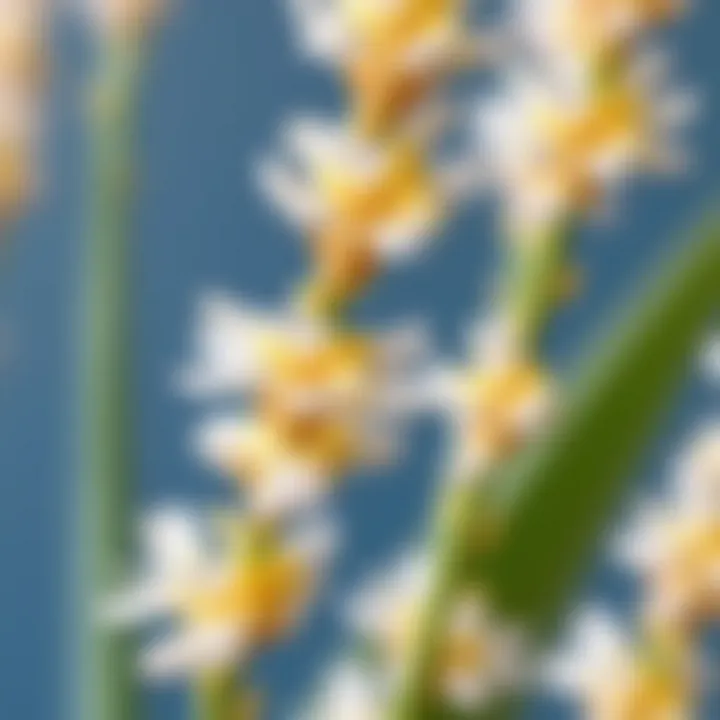 Close-up of Yucca flower blooms showcasing their beauty