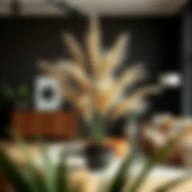 Gorgeous Yucca plant in a modern home setting